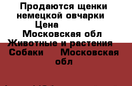 Продаются щенки немецкой овчарки › Цена ­ 3 000 - Московская обл. Животные и растения » Собаки   . Московская обл.